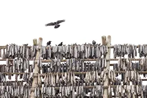 Svolvaer: Hooded Crow