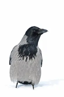 Smland: Hooded Crow