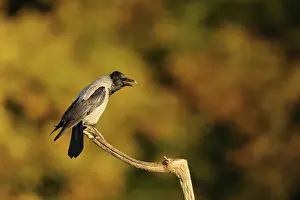Automn: Hooded Crow