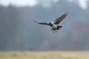 Februari: Hooded Crow