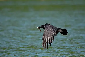 Feldberg: Hooded Crow