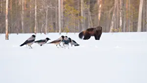 Skunk: Hooded Crow