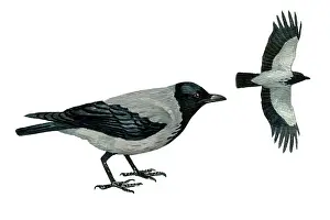 Crows: Hooded Crow