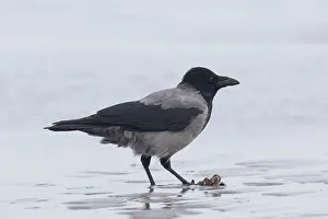 Crow: Hooded Crow - adult bird with mussel - Germany
