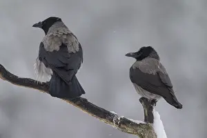 060418: Hooded Crow - adult birds perched on branch - Germany