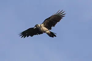 060418: Hooded Crow - adult crow in flight -, Germany