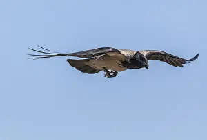 Scotch: Hooded Crow, Corvus cornix, in flight