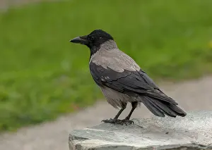 Free: Hooded crow, Corvus cornix, in garden, Croatia