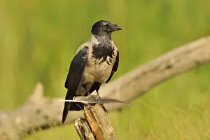 Hooded: Hooded Crow (Corvus corone cornix) playing with