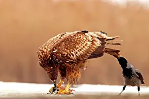 Pulling: Hooded Crow (Corvus corone cornix) pulling the tail