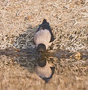 Cornix: Hooded Crow - drinking