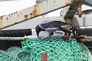 Corone: Hooded Crow - feeding on fish remains on fishing boat