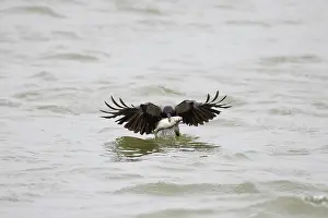 Crow Family: Hooded Crow fish 02