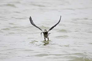Crow Family: Hooded Crow fish 03