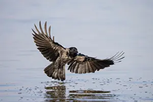 Crow Family: Hooded Crow flight 19