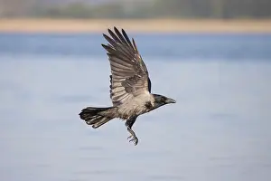 Crow Family: Hooded Crow flight 22