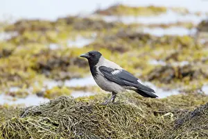 Cornix: Hooded Crow - foraging on shore at low tide