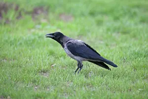 Cornix: Hooded Crow - on the grass