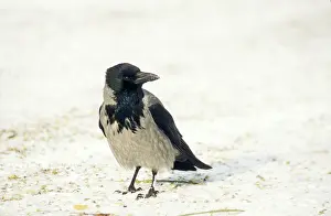 Cornix: Hooded CROW - on ground