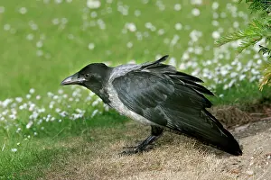 Cornix: Hooded Crow - also know as a Hoodie'