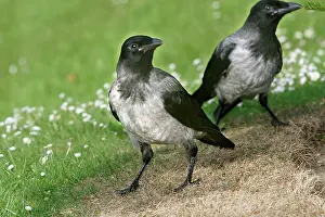 Cornix: Hooded Crow - also know as a Hoodie'
