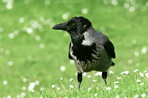 Cornix: Hooded Crow - also know as a Hoodie'