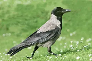 Cornix: Hooded Crow - also know as a Hoodie'