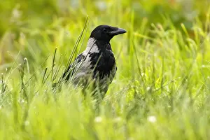 Sctoland: Hooded Crow - on lake shore - Sctoland, United Kingdom
