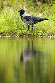 Crows: Hooded Crow - on lake shore - Sctoland, United Kingdom