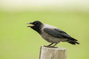 Hooded: Hooded Crow - bill open calling - on fence post