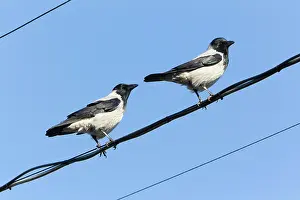 Corone: Hooded Crow - pair sitting on fishing boat cables