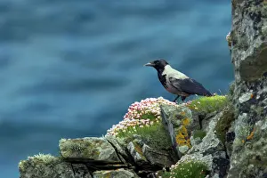 Corone: Hooded Crow - On sea cliff