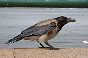 Corone: Hooded Crow - Single adult perching on sea wall
