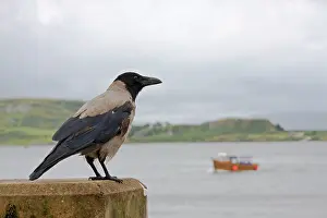 Corone: Hooded Crow - Single adult perching on sea wall