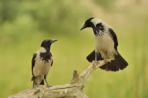 Crows: Hooded Crows (Corvus corone cornix) pair on a branch