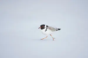 Gulls: Hooded dotterel (Thinornis cucullatus) running on