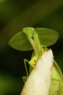 Rhombifolia: Hooded Mantis