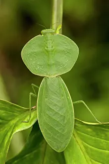 Rhombifolia: Hooded Mantis