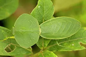 Rhombifolia: Hooded Mantis