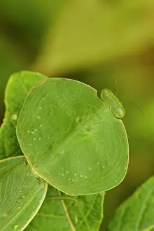 Rhombifolia: Hooded Mantis