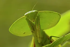 Rhombifolia: Hooded Mantis