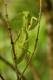 Rhombifolia: Hooded Mantis