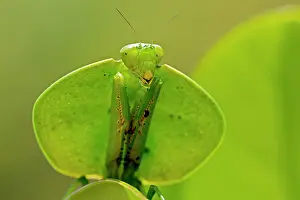 Choeradodis: Hooded Mantis