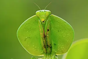 Choeradodis: Hooded Mantis