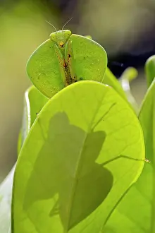 Feature Idea - Animal Camouflage: Hooded Mantis