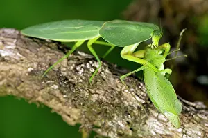 Choeradodis: Hooded Mantis