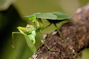 Choeradodis: Hooded Mantis