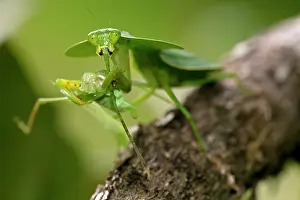 Choeradodis: Hooded Mantis