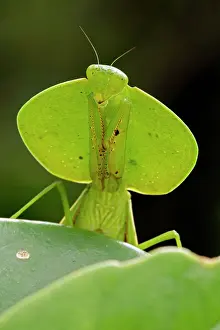 Choeradodis: Hooded Mantis