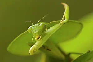 Rhombifolia: Hooded Mantis - with prey